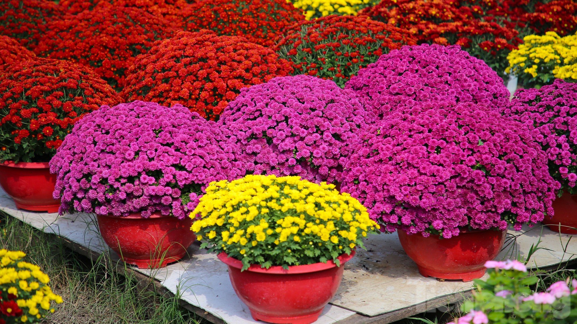 El centenario pueblo de flores de Can Tho es de una belleza brillante cerca de Tet, foto 4