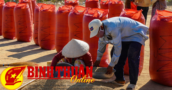 Los agricultores de Tuy Phong cosechan urgentemente arroz de finales de invierno y primavera