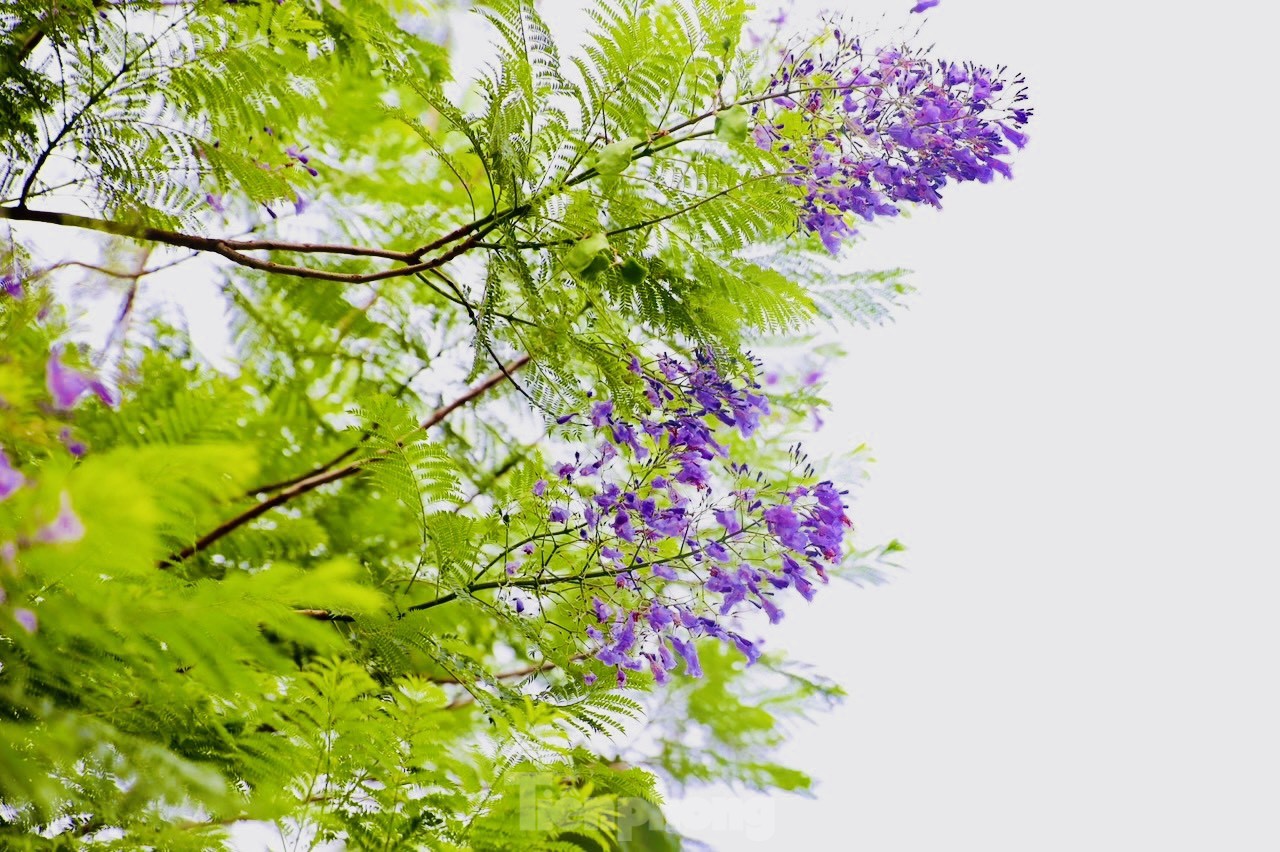 ハノイの路上でサルスベリと競い合う奇妙な紫色の鳳凰の花が咲いている。写真11