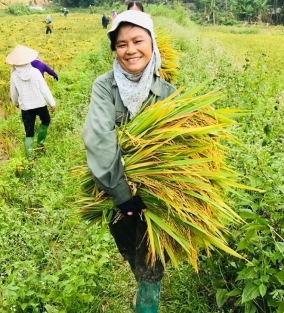 Giá gạo trong nước tiếp tục giảm, giá gạo xuất khẩu ổn định