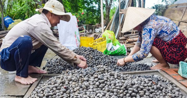 Raising blood cockles rich in vitamin B12 and Omega 3 acid, Ca Mau people do not have to feed them, no need to worry about market overflow