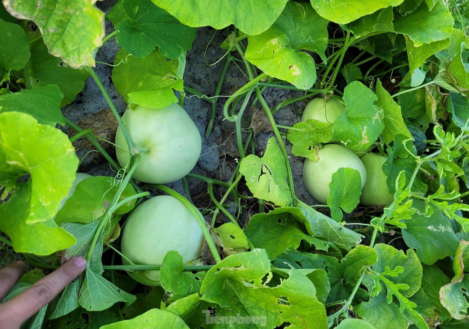 Die Bauern sind begeistert von der guten Melonenernte Foto 6