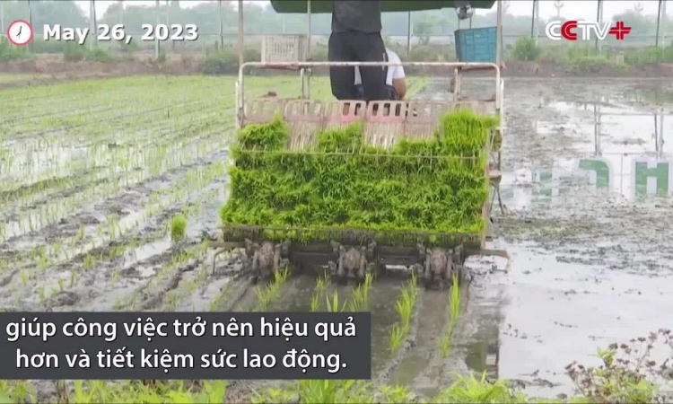 Technologie de riziculture intelligente en Chine
