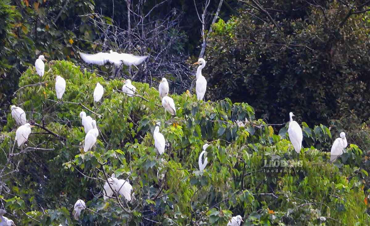 Ngoài ra, điều khiến người dân thích thú là thay vì làm tổ trên những ngọn cây cao thì lần này đàn cò lại làm tổ ở ven hồ, trên những vạt đồi thấp rất dễ quan sát.