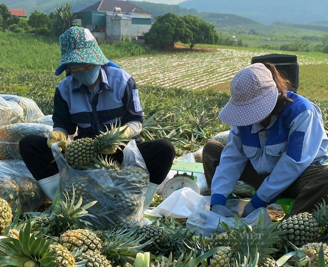 Trồng dứa 