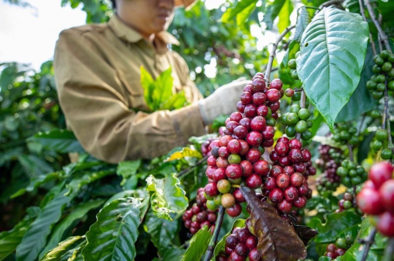 อุปทานยังคงเพิ่มขึ้นอย่างต่อเนื่อง ราคาส่งออกกาแฟลดลงอย่างรวดเร็ว