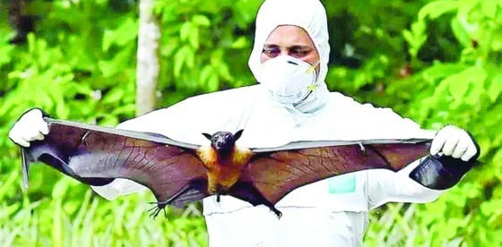 Ho Chi Minh vigila de cerca a los inmigrantes y previene de forma proactiva las enfermedades causadas por el virus Nipah