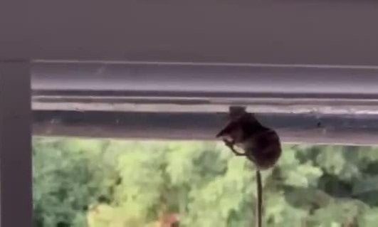 Spider eats shrew 10 times heavier