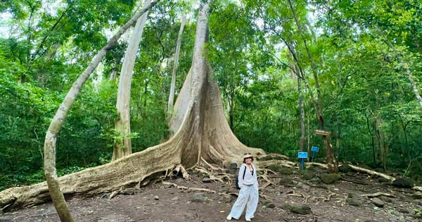 Gehen Sie in Vietnams erstem Grünen Wald auf „Heilung“