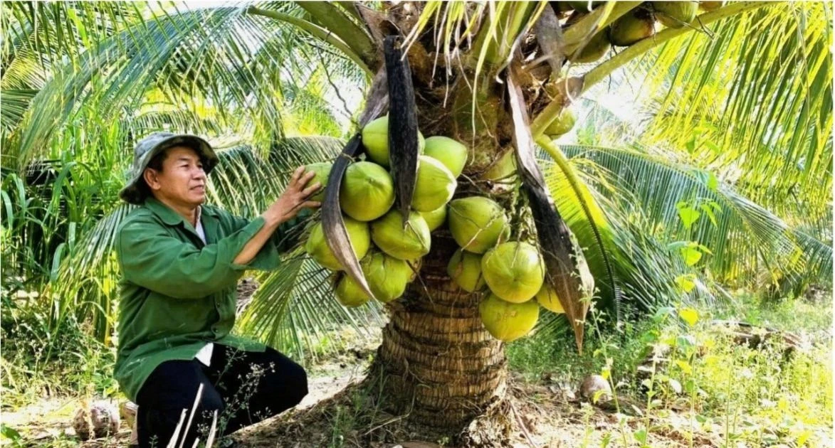 Developing coconut material areas for processing and export