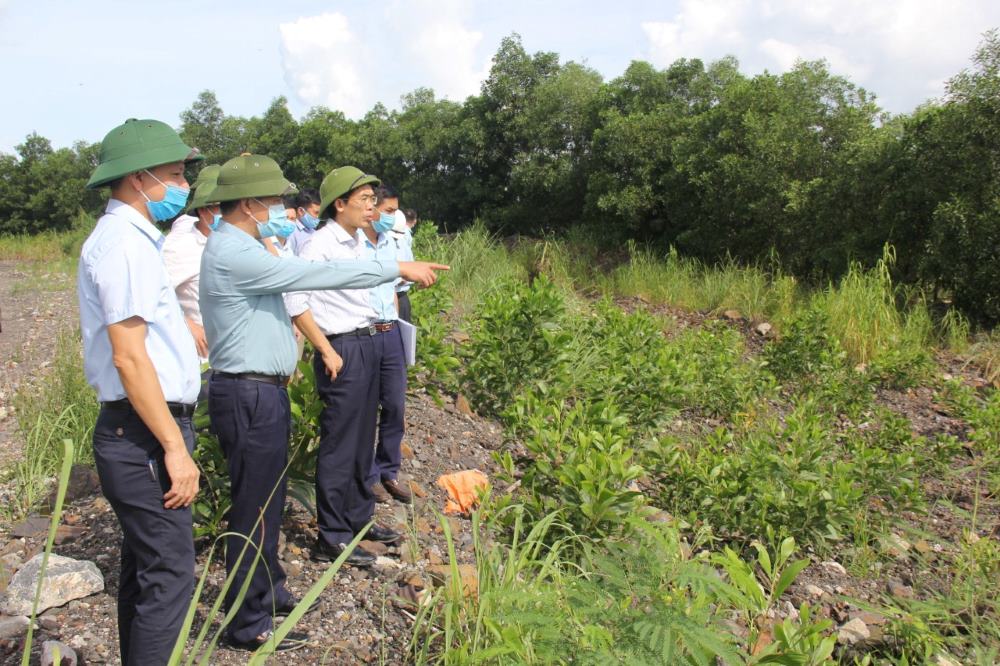 En total, hasta finales de 2023, las unidades del Grupo TKV plantaron más de 2.000 hectáreas de árboles (más de 1.800 hectáreas solo en Quang Ninh). Foto: TKV