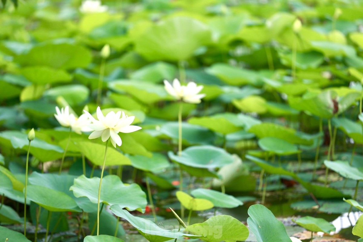 Des jeunes gens portant l'Ao Dai prennent des photos à côté de fleurs de lotus blanches, photo 2