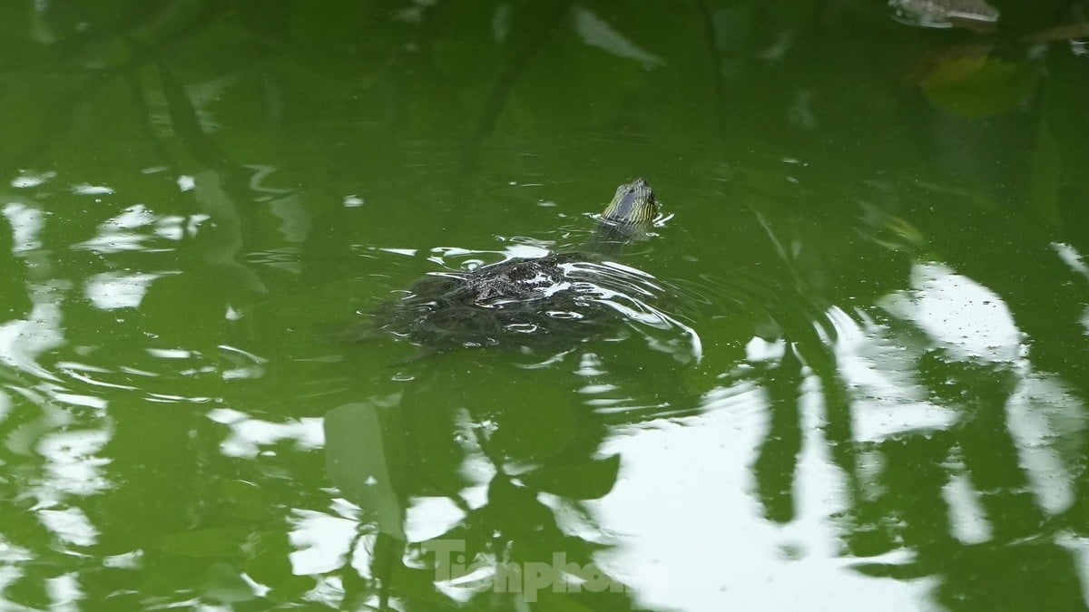 Les touristes apprécient de voir des volées d'oiseaux nicher naturellement au lac Hoan Kiem, photo 15