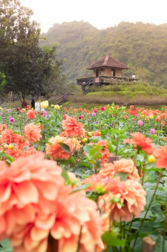 lac vao vuon dia dang tran gian tai noi dat lanh chim dau thung nham hinh 3