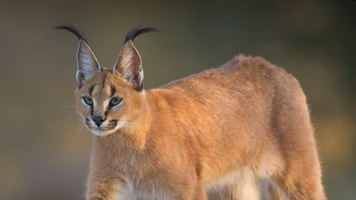 世界最大の野生ネコ科動物の迫力に圧倒される - 1