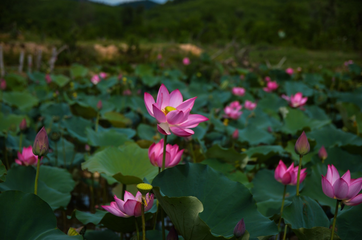 Brilliant lotus season in Tra Ly fields of Quang Nam - 6