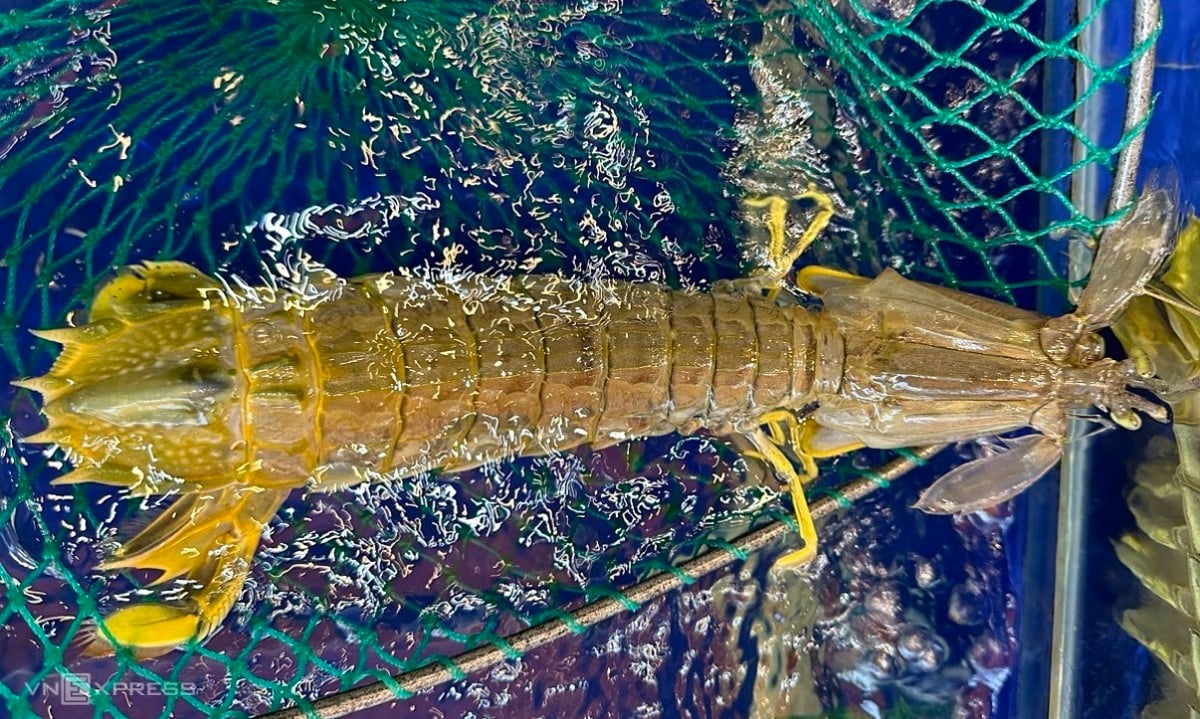 Los cangrejos gigantes y los camarones mantis aumentan drásticamente de precio