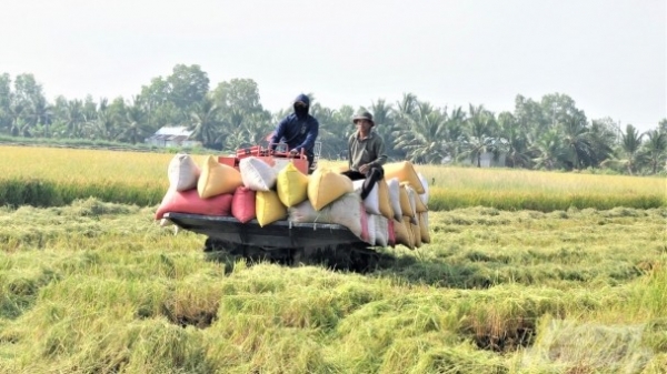 Giá lúa gạo hôm nay 26/8/2024: Giá gạo tăng 50