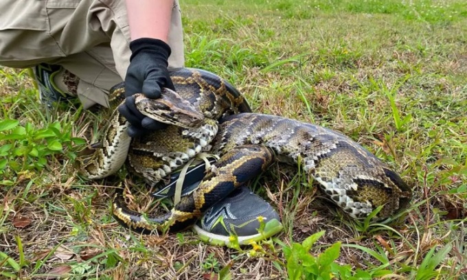 In den 1980er Jahren wurden Tigerpythons in Florida eingeführt. Foto: Miami Herald