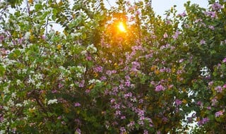 Watching purple Bauhinia flowers blooming on the streets of the capital