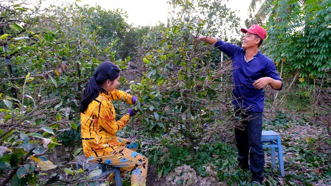 El señor Vu y su esposa estaban ocupados recogiendo hojas para que los albaricoqueros florecieran a tiempo. Foto: Mi Ly