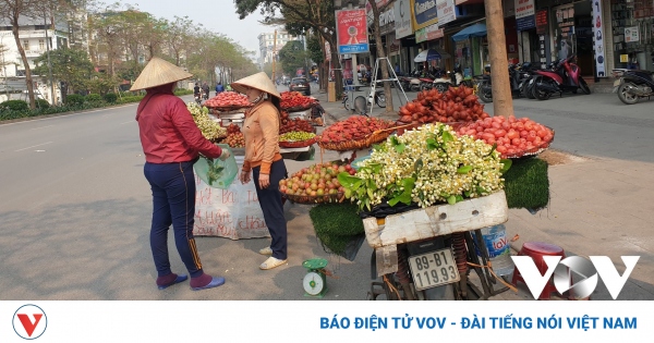 The fragrant scent of grapefruit on the streets of Hanoi confuses pedestrians.