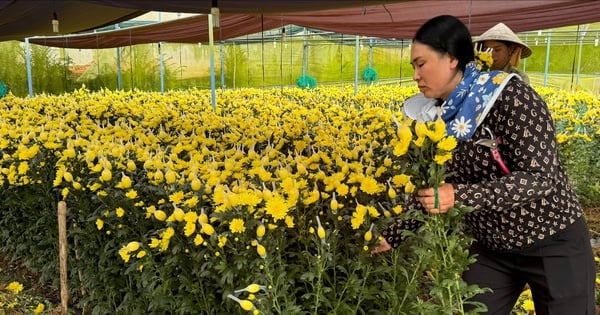 ラムドン省の農家は効果的な害虫駆除ソリューションのおかげで旧正月の花の品質を向上