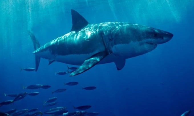 Las aguas de Florida albergan muchas especies de tiburones. Foto: Fox News