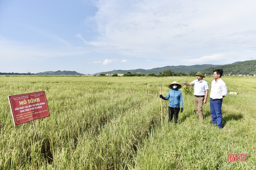 Triển vọng mô hình sản xuất lúa hữu cơ trên ruộng khai thác rươi tự nhiên ở TX Hồng Lĩnh