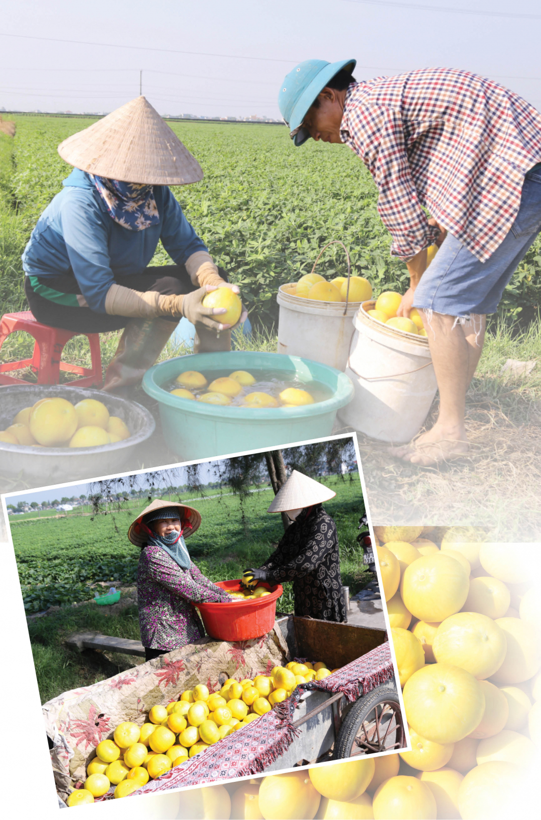 Les gens classent les melons directement dans le jardin.