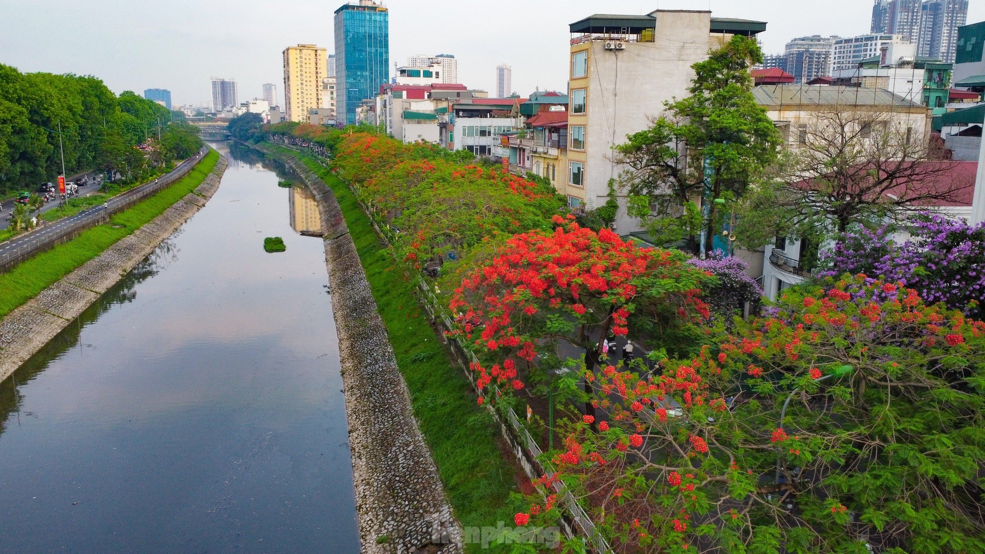 Hoa phượng đỏ 'thắp lửa' phố phường Hà Nội ảnh 3