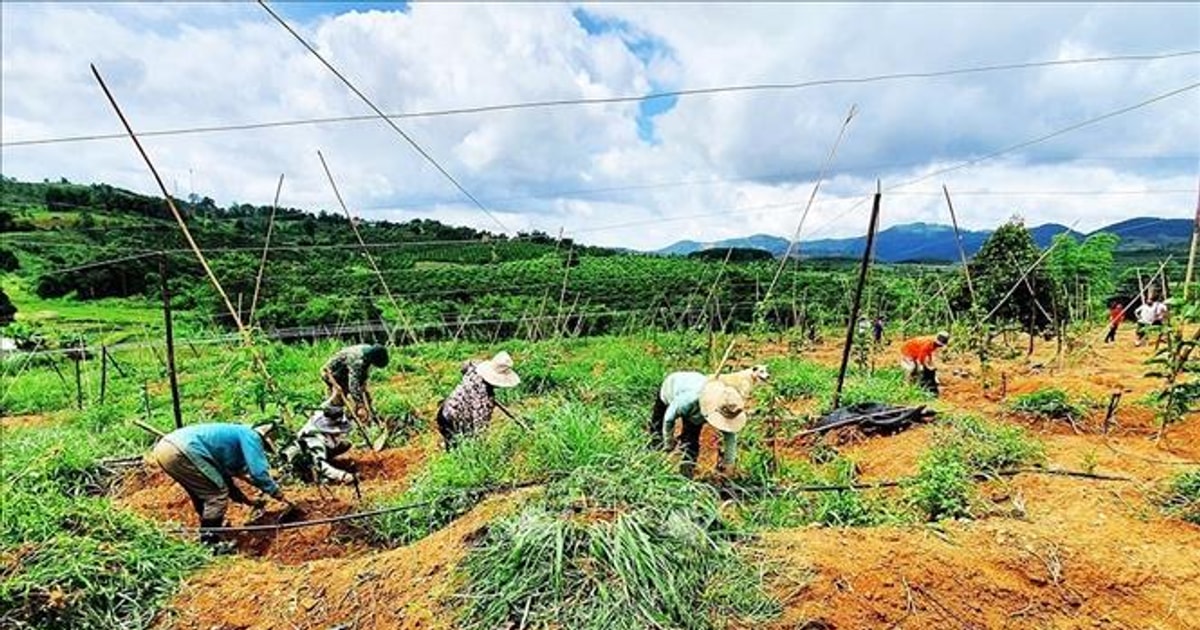 Triển khai hiệu quả chính sách đất đai đối với đồng bào dân tộc thiểu số