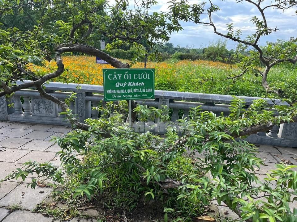 El árbol de guayaba 'sonriente' despierta curiosidad en Yen Bai foto 6