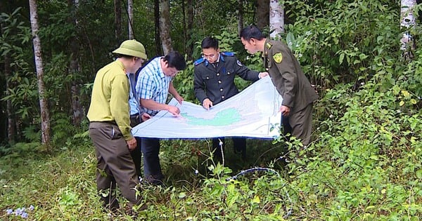 Leaders of the Provincial Party Committee and People's Committee of Bac Kan province talk about the case of nearly 500 hectares of "over-aged" planted forests that cannot be exploited.