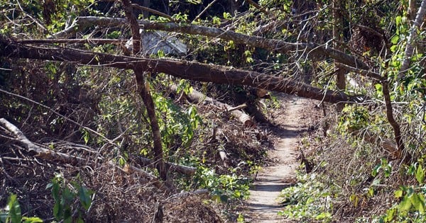 Cat Ba National Park's forest devastated by storm No. 3