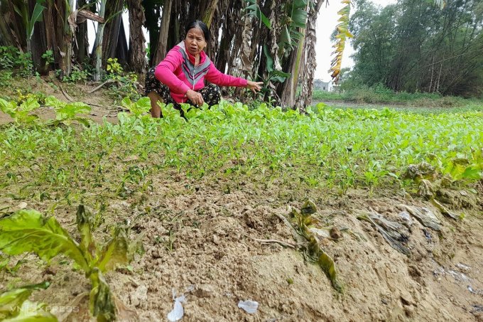 Mrs. Dan said next to a partially burned vegetable bed. Photo: Nguyen Dong