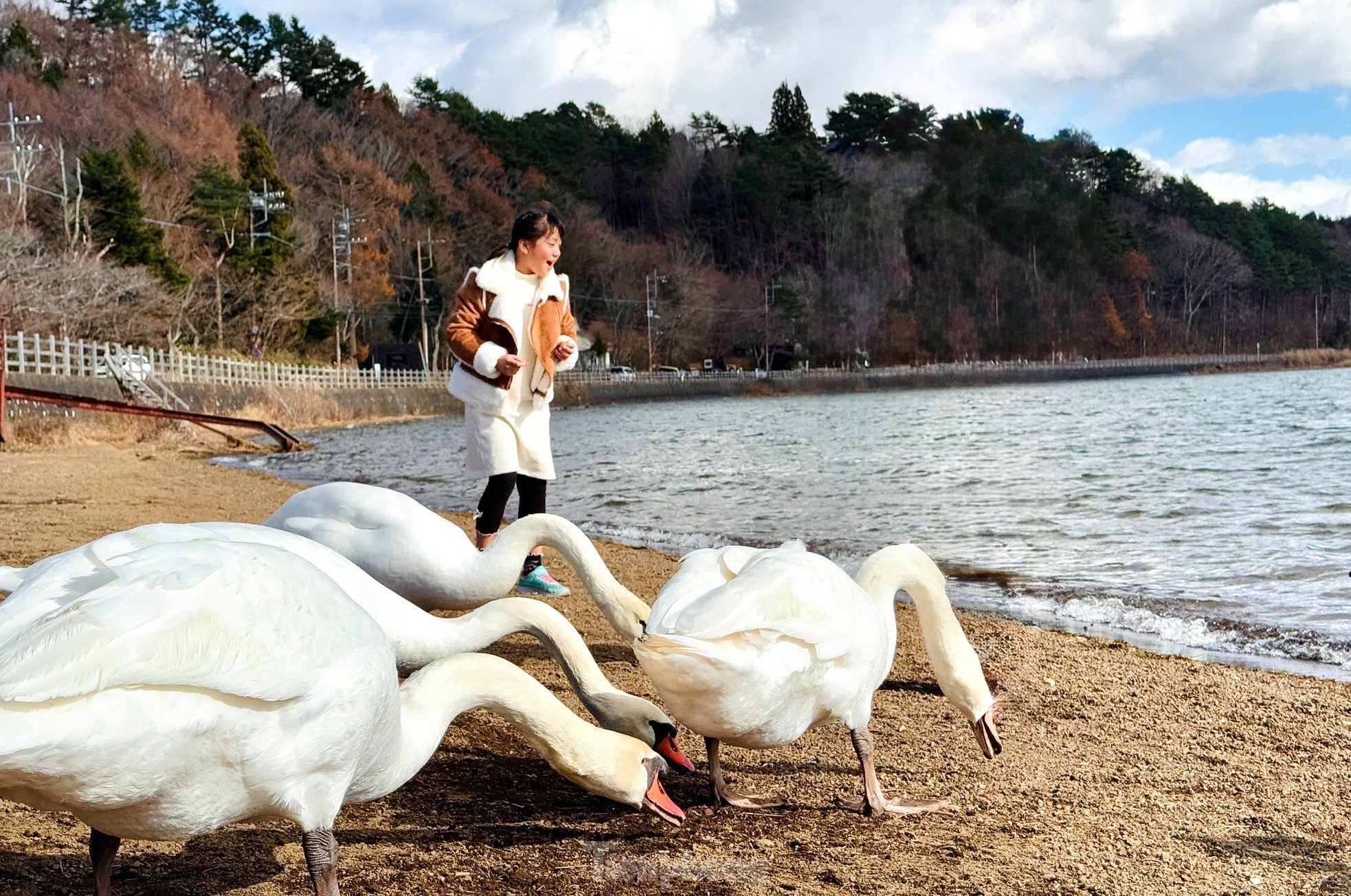 富士山麓の白鳥の湖の景色を鑑賞する写真3