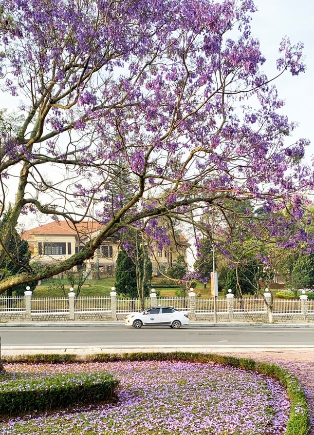 La cautivadora belleza de las flores de fénix púrpura en la ciudad de las flores de Da Lat foto 6