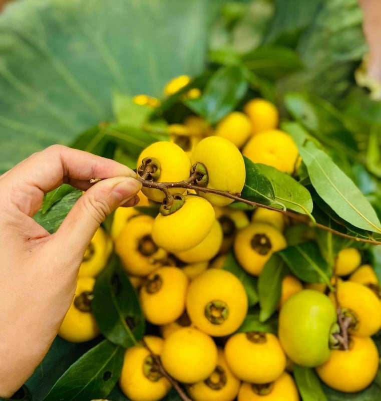 Loại quả dân dã nhìn là muốn chạy ngay về tuổi thơ, nay lên phố giá 15k/quả, đắt như tôm tươi- Ảnh 11.