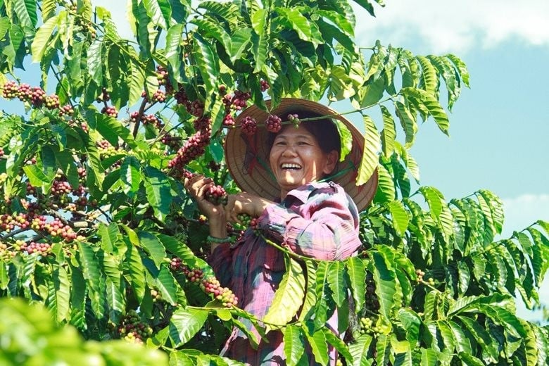 Kaffee-Exportpreise geben aufgrund technischen Verkaufsdrucks leicht nach