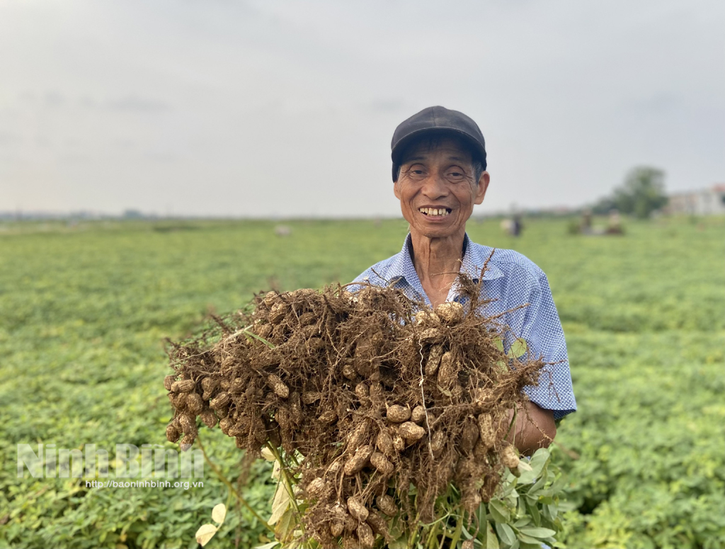 Les agriculteurs de Yen Khanh récoltent avec enthousiasme les arachides de printemps