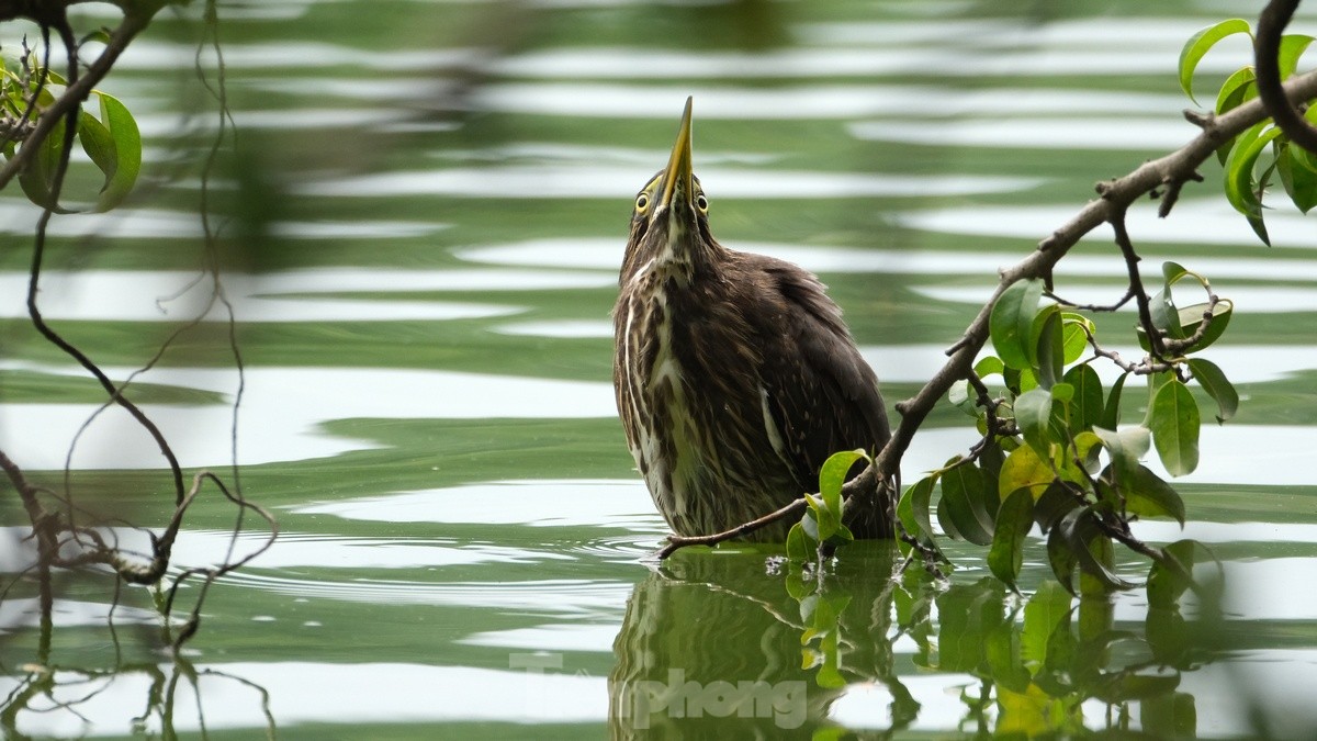 Les touristes apprécient de voir des volées d'oiseaux nicher naturellement dans le lac Hoan Kiem, photo 1