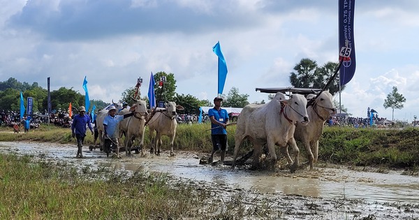 An Giang nhộn nhịp lễ hội đua bò Bảy Núi