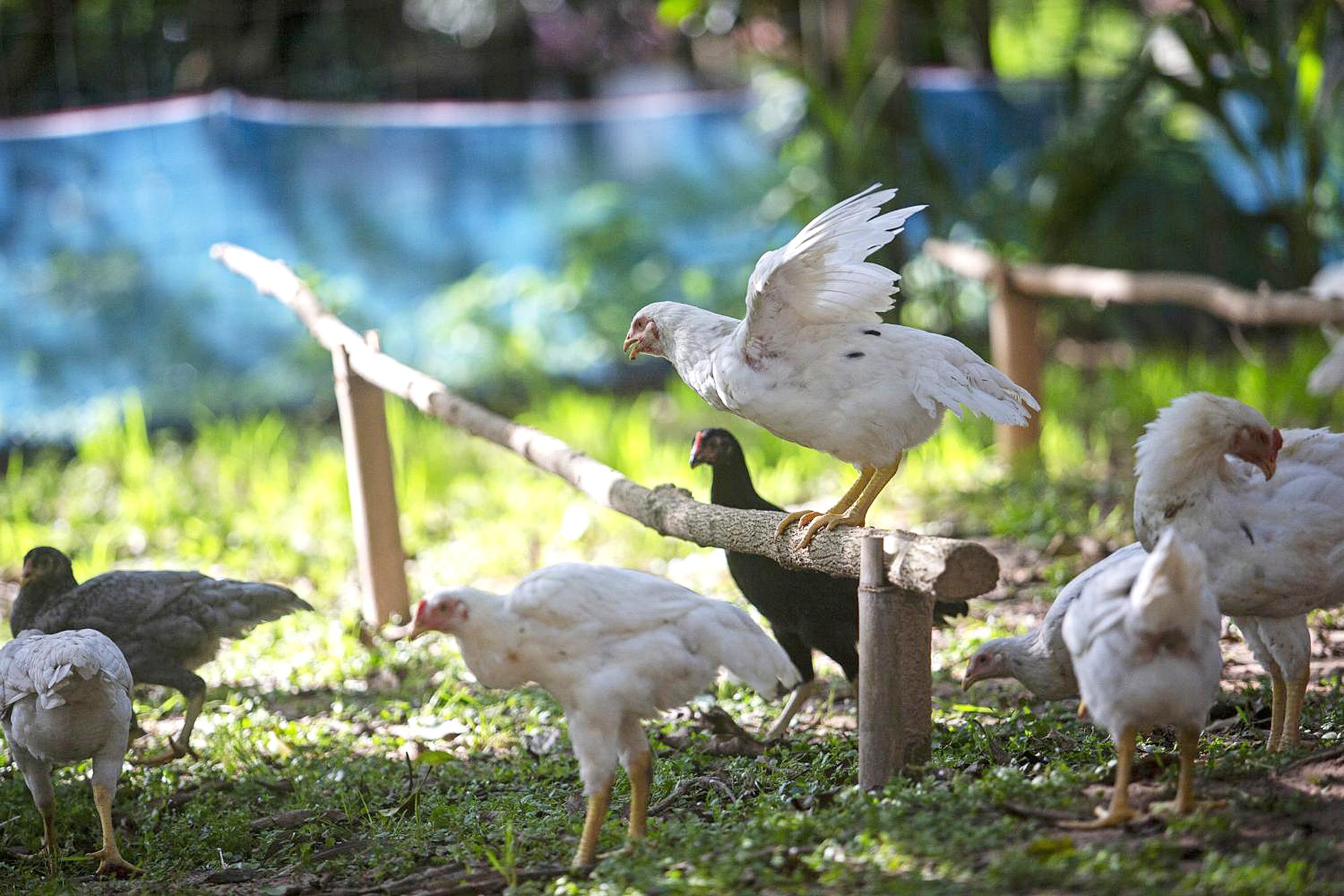 Mô hình chăn nuôi gà bền vững tại Thái Lan - Ảnh 1.