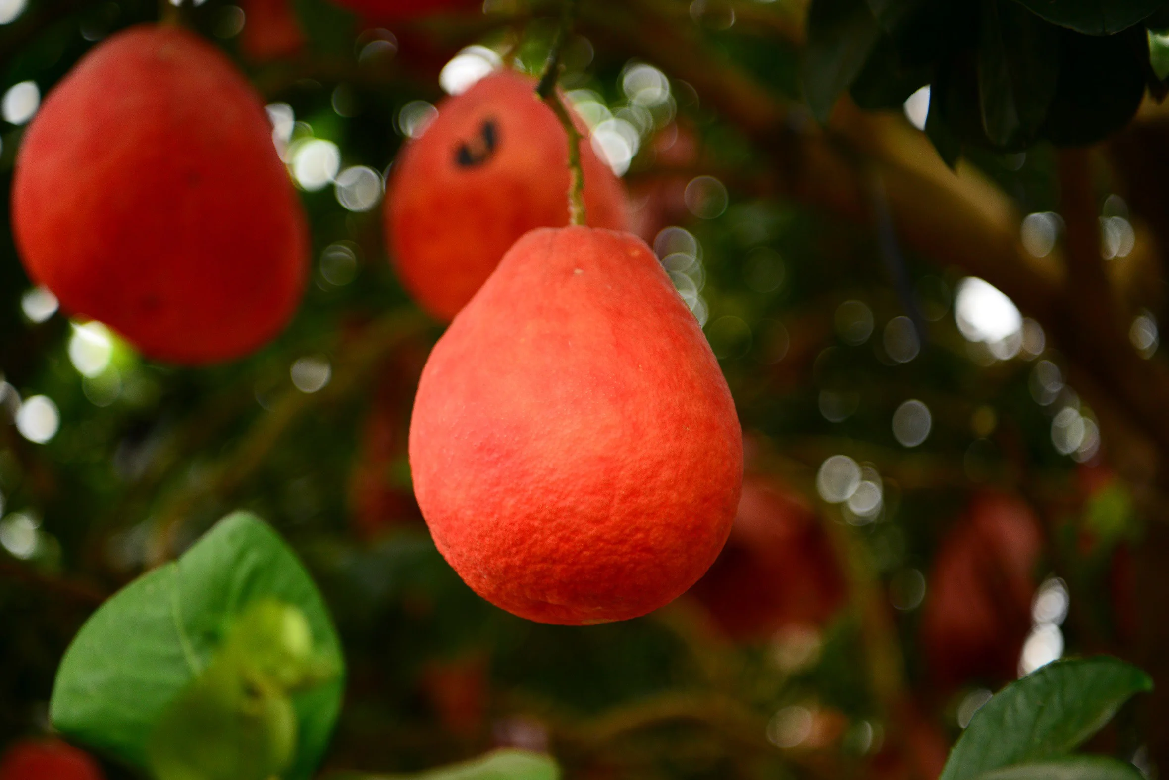 Trang Viet's royal red grapefruit attracts customers during Tet At Ty