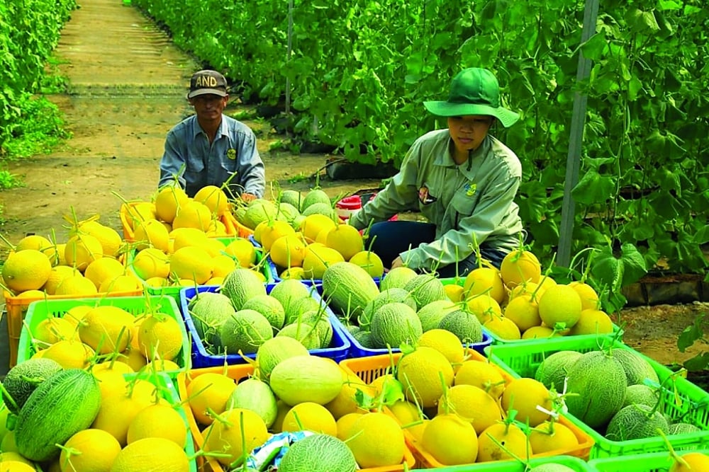 By 2030 Vinh Long will be a high-tech agricultural province. Image 1