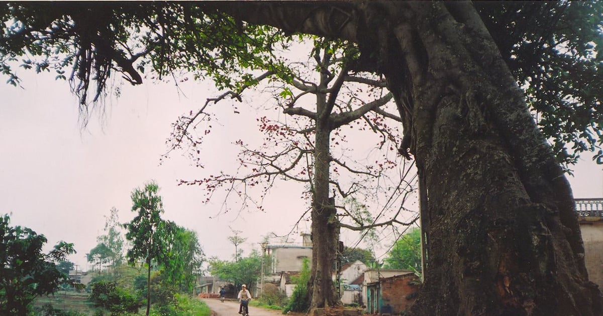 Looking for the cotton tree flower…