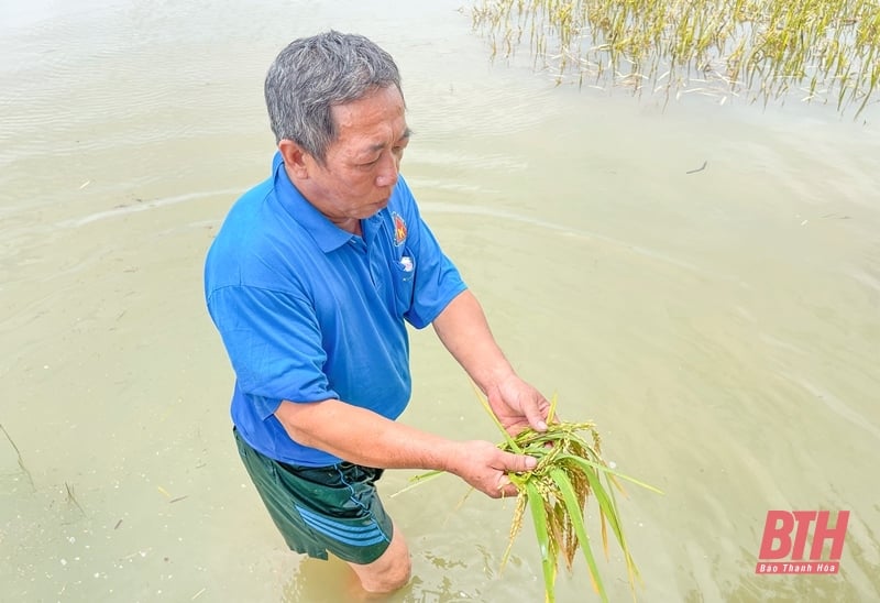 Nguy cơ mất trắng hàng chục ha lúa xuân do ngập sâu trong biển nước