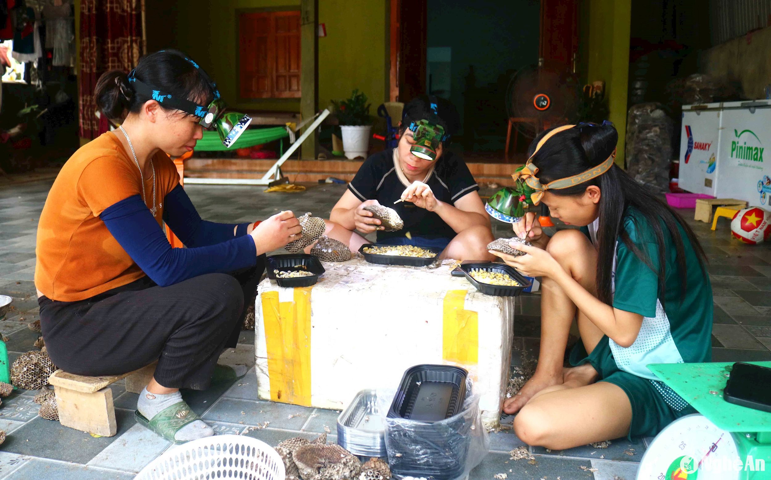 Người dân Nghệ An đổ xô vào rừng săn tổ ong, vài ngày lại có thương lái Trung Quốc đến mua, trả giá tiền triệu- Ảnh 6.