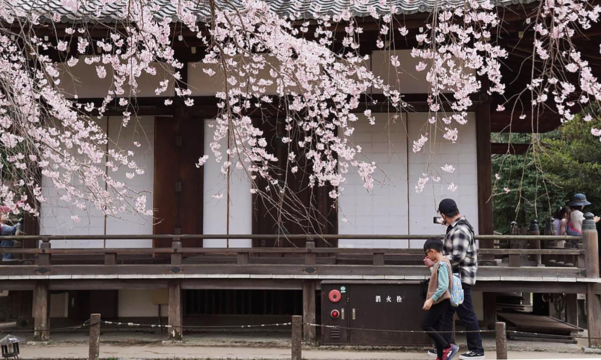 7-tägige selbstgeführte Reiseroute nach Japan, um Kirschblüten zu sehen